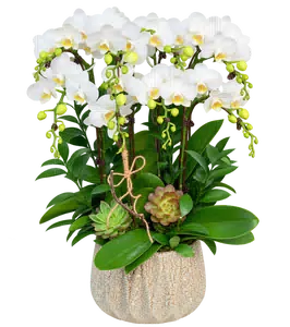 Chậu lan hồ điệp trắng - 1537