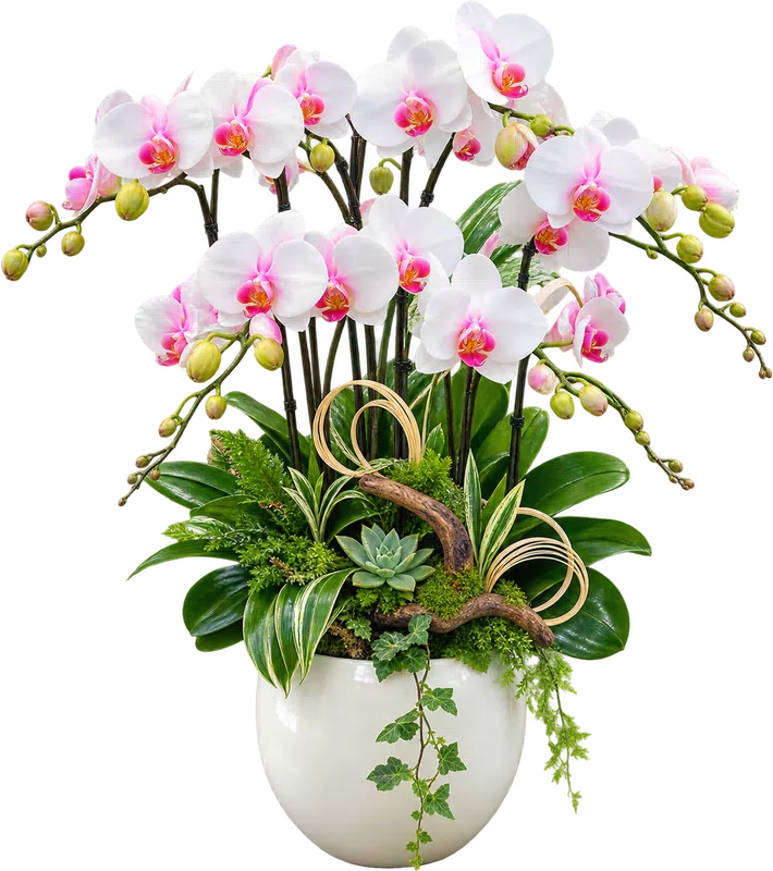 Chậu lan hồ điệp trắng - 1600