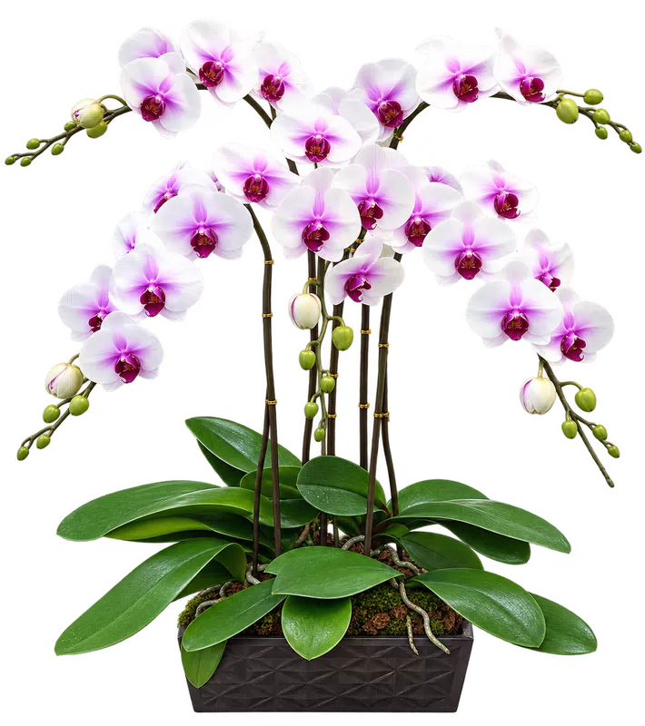 Chậu lan hồ điệp trắng - 1589