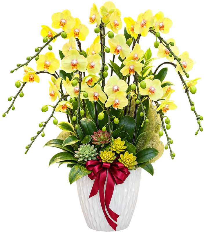 Chậu lan hồ điệp vàng - 1526