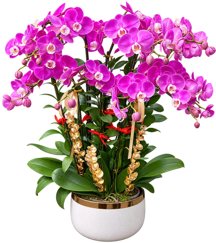 Chậu lan hồ điệp tím đậm - 1514