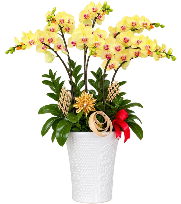 Chậu lan hồ điệp vàng - 1548