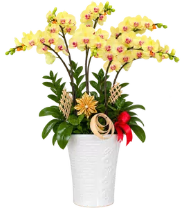 Chậu lan hồ điệp vàng - 1548